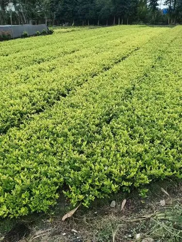 金年會官方網(wǎng)站入口:智慧城市課堂pre 金年會官方網(wǎng)站入口:智慧城市課堂pre
